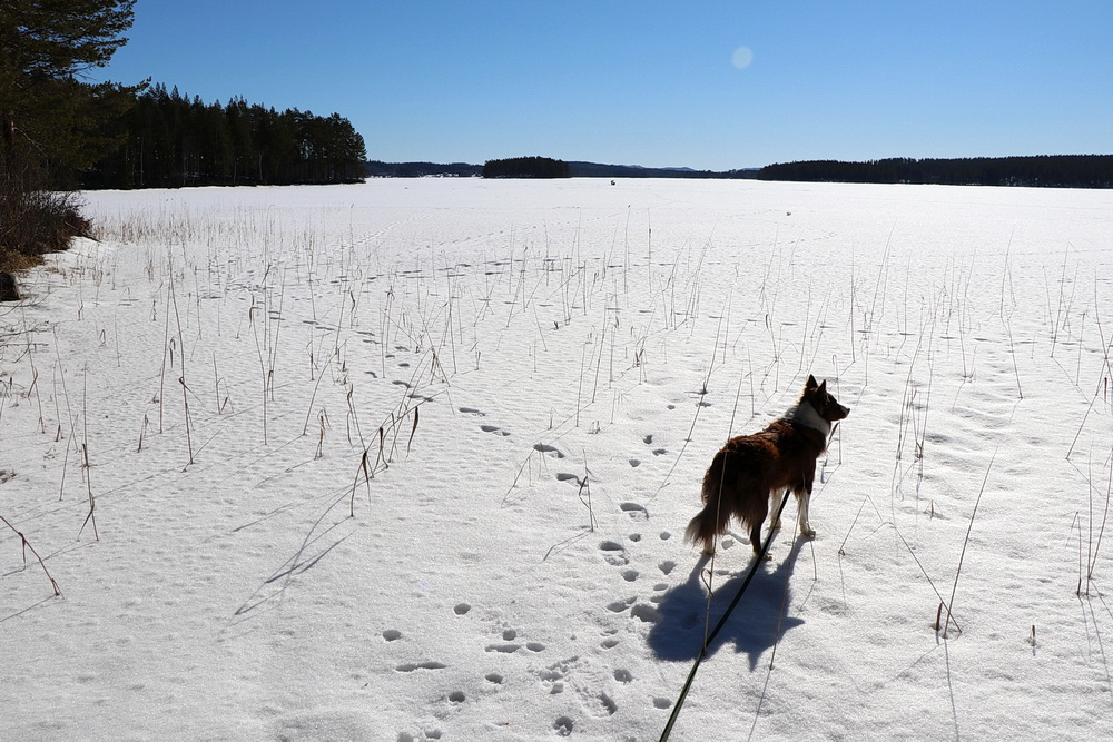 Pause am Kättbosjön, kurz vor Mora - Eis und Schnee, soweit das Auge reicht!